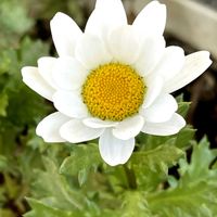 ノースポール,ノースポール,ペチュニア,ペチュニア,オキザリス　桃の輝きの画像