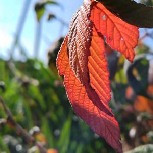クサイチゴ,雑草,山野草,野草,ホッとする一時の画像