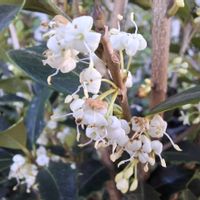 ヒイラギ,ヒイラギ,ヒイラギ,散歩,山野草の画像