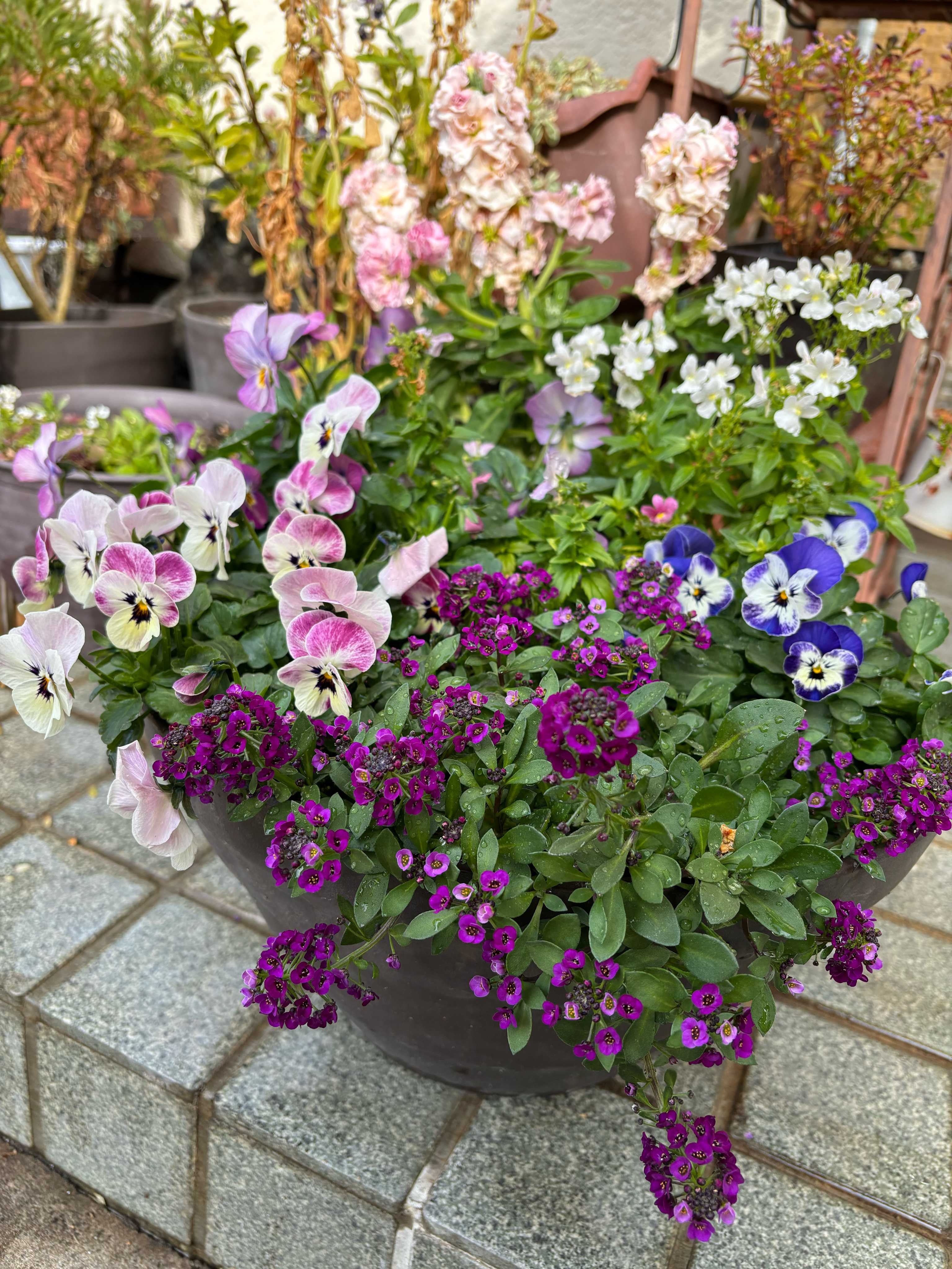 オーレアミモザの蕾とイエローのリース　春　クラスペディア　アリッサム MIMOSA ーフレッシュミモザで作るリースー - クチュリエの種