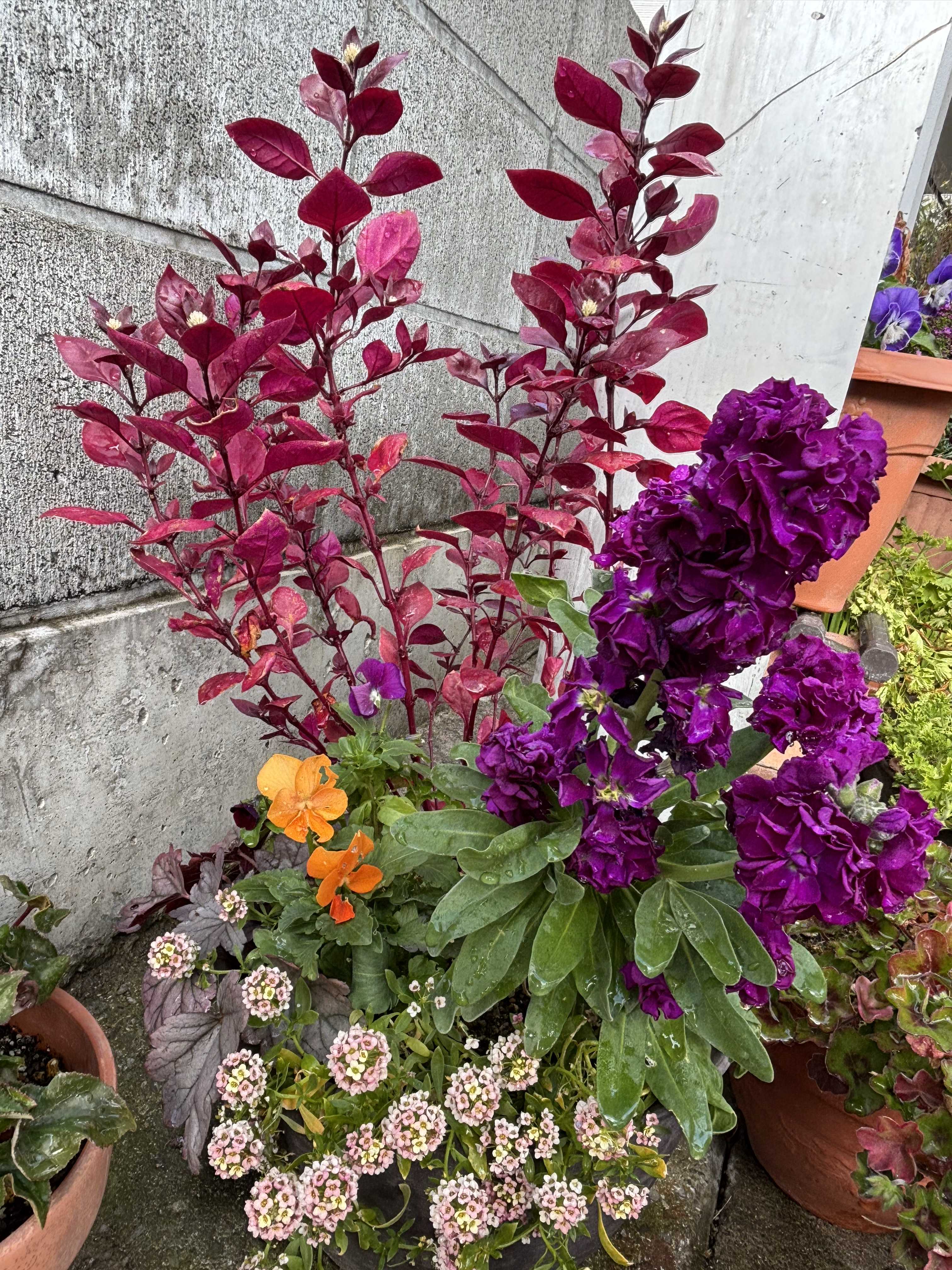 オーレアミモザの蕾とイエローのリース　春　クラスペディア　アリッサム 感謝SALE!オーレアミモザとプルモサムのフライングリース ビオラ 感謝