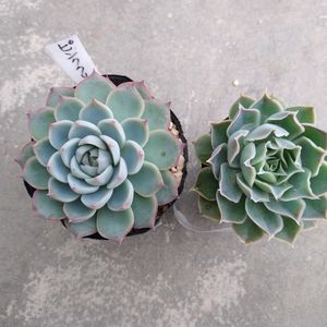 ピンククリスタル,シムランスラグナサンチェス.,小さな庭の画像