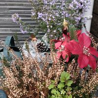 寄せ植え,鉢植え,フラワーアレンジメント,ガーデニング,散策の画像