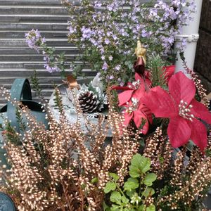 寄せ植え,鉢植え,フラワーアレンジメント,ガーデニング,散策の画像