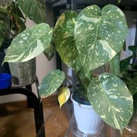 モンステラ,奇形,斑入,モンステラ タイコンステレーション,極斑の画像