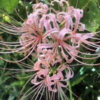 ヒガンバナの画像