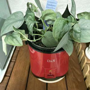 出窓,スモーキーグリーン,いつも見てくださってありがとう(๑>◡<๑),ミニストッカー鉢,キッチンの画像