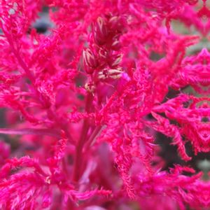 けいとう,花のある暮らし,鶏頭,植中毒,花自慢の画像