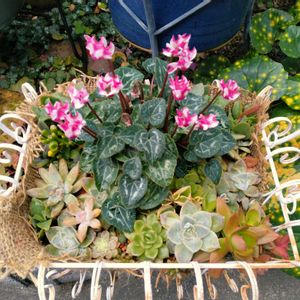 シロタエギク,ガーデンシクラメン,多肉植物いろいろ,多肉植物の寄せ植え,キモノの画像