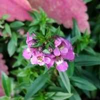 アンゲロニアの画像