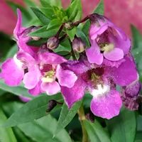 アンゲロニアの画像