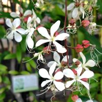 サボテン,ハナキリン,ブーゲンビリア,クラリンドウ,良い香りの画像