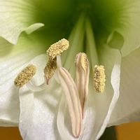 アマリリス,アマリリス,球根植物,白い花,癒しの画像