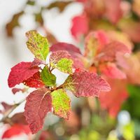 カシワバアジサイ,高性ペンタス パニックタワー,静岡県民です！,しぞーか勢,われら17年組の画像