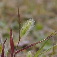 エノコログサ,山野草の画像