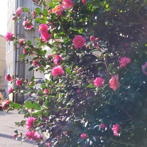 地植え,実家の庭,かわいい花,青空に映える,サザンカ(山茶花)の画像