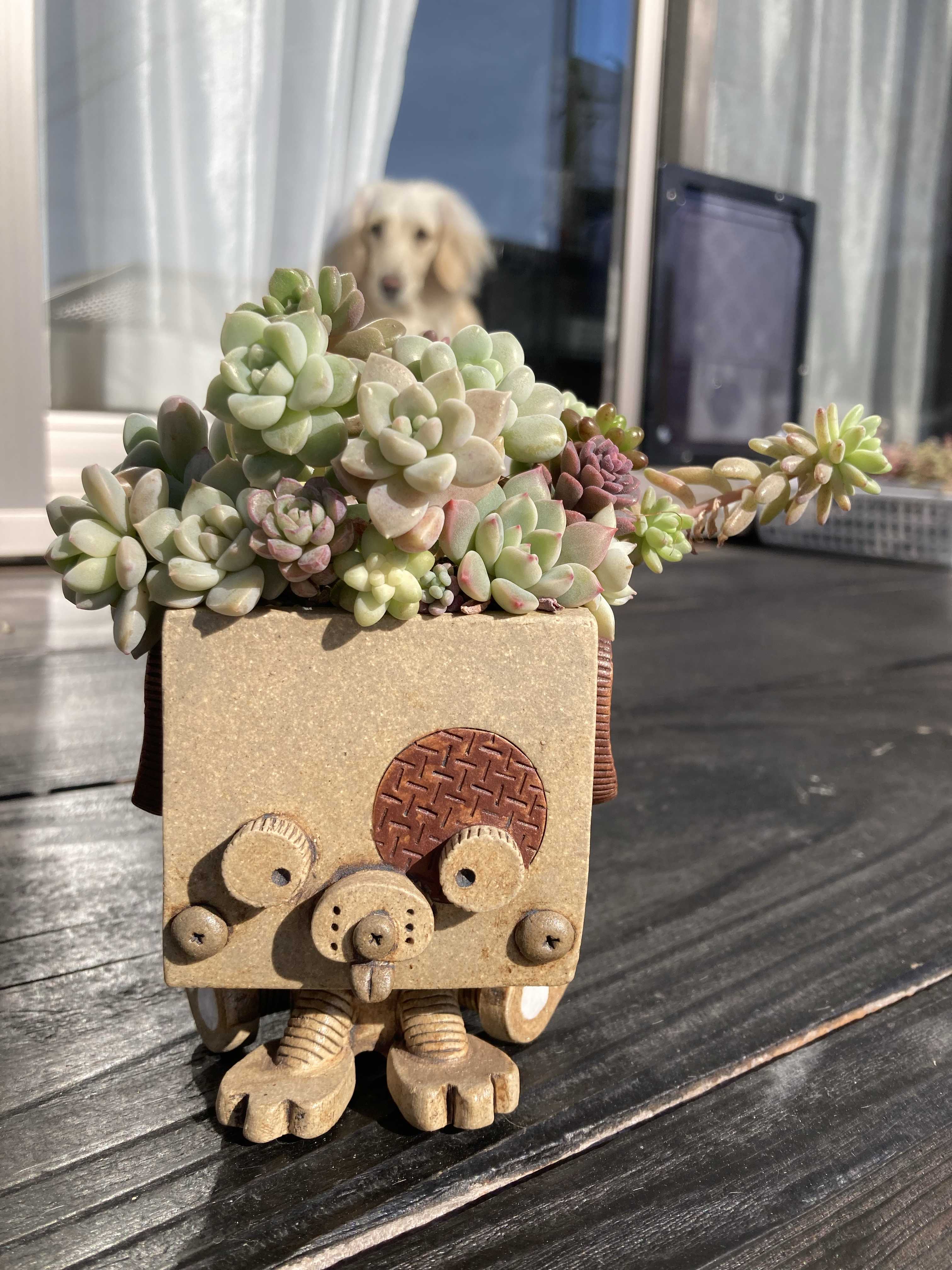 まるで鉢の中は花畑♡可愛い多肉がてんこ盛りの「センペル丼」って何