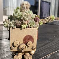 セダム,多肉植物,かわいい,多肉寄せ植え,成長記録の画像