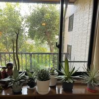 アガベ,ユーフォルビア属,アガベ　滝の白糸,アガベ　笹の雪,セネシオ・クレイニアの画像