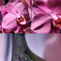 胡蝶蘭,着生植物,植物のある暮らし,植中毒,おうち胡蝶蘭の画像