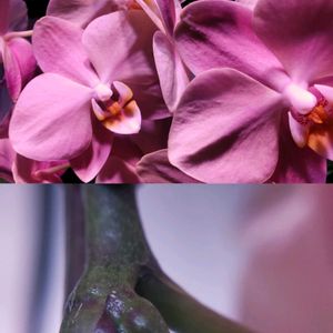 胡蝶蘭,着生植物,植物のある暮らし,植中毒,おうち胡蝶蘭の画像