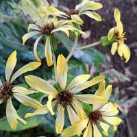 ツワブキ,港の見える丘公園,すこっぷの仕事の画像