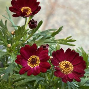 マーガレット,ボンザマーガレット,ボンザマーガレット チェリー,可愛い,植中毒の画像