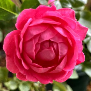 バラ,薔薇の画像