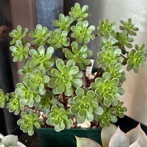 小人の祭り,多肉植物,多肉大好き,多肉棚,多肉植物のある暮らしの画像