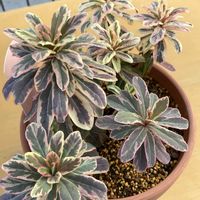 アサギリソウ,ブーゲンビリア,クロトン,アルテルナンテラ,ユーフォルビア フロステッドフレームの画像