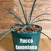 ユッカ,ユッカ ファクソニアーナ,実生,キジカクシ科の画像