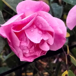 モチノキ,薔薇,薔薇,クロガネモチの実,赤い実の画像