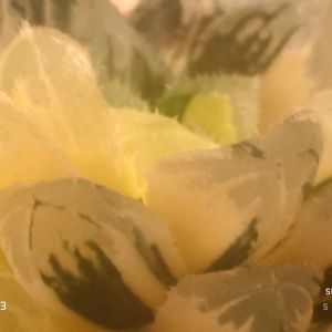 赤岩オブツーサ錦,ハオルチア属,多肉ちゃん,ボタニカルライフ,ベランダーの画像