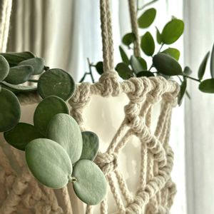 グリーンドラム,緑の太鼓,多肉植物,クセロシキオス属,丸い葉の画像