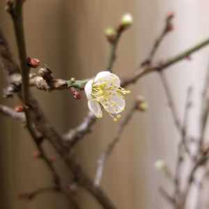 ウメ,部屋の画像