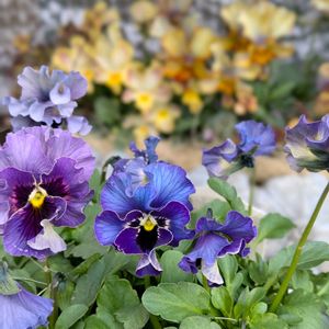 ビオラ,ビオラ　レディ,植中毒,信楽狸倶楽部の画像