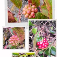 アゲラタム,ハナキリン,ハナキリン,アノダ　シルバーカップ,アノダ　シルバーカップの画像