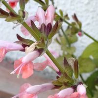 ヒヤシンス 水耕栽培,サルビア・コクシネア,サルビア・コクシネア,水耕栽培,地植えの画像