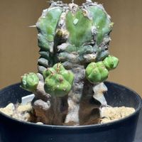 ユーフォルビア フルチコーサ,かわいい,ユーフォルビア,子吹き,ゆうゆうグリーンの画像