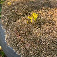 マツバラン,シダ,イワヒバ科 ハリガネカズラ,鉢植え,シダ植物の画像