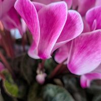 シクラメン,シクラメン,シクラメン,ビオラ,大文字草の画像