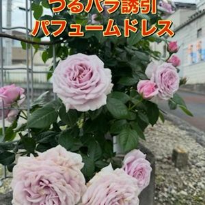 ガーデニング,薔薇♪,オープンガーデン,ばら バラ 薔薇,薔薇愛同盟の画像