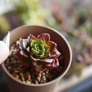 エケベリア ティア,多肉植物,エケベリア属,植中毒,タニラーの画像