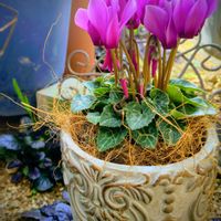 アジュガ,シクラメン,ガーデンシクラメン,ナチュラルガーデン,ピンクの花の画像