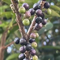 ヒサカキ,実♡,お花は癒し,花が好き❤,☆携帯撮影☆の画像