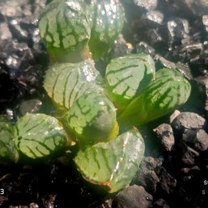 水晶魔界ミュータント,ハオルチア属,多肉ちゃん,ボタニカルライフ,ベランダーの画像