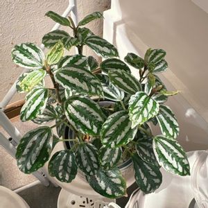 ピレア・カディエレイ,観葉植物,ダイソー,グリーンのある暮らし,リビング・ダイニングの画像