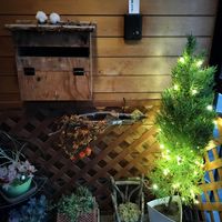 ツルウメモドキ,ツルウメモドキ,コニファー,多肉達,タ肉寄せ植えの画像