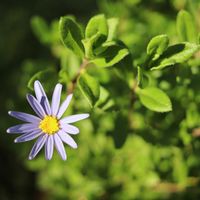 ブルーデイジー,小さな花壇,canon,花撮り人,小さな庭の画像
