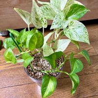 ポトス,ポトスマーブルクイーン,ポトス　グローバルグリーンの画像